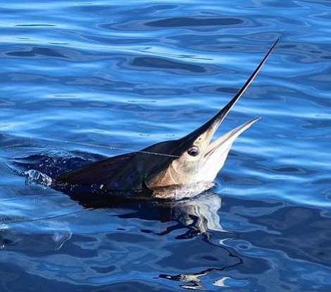 A rare wintertime shot of a striped marlin in battle. The fish was released.