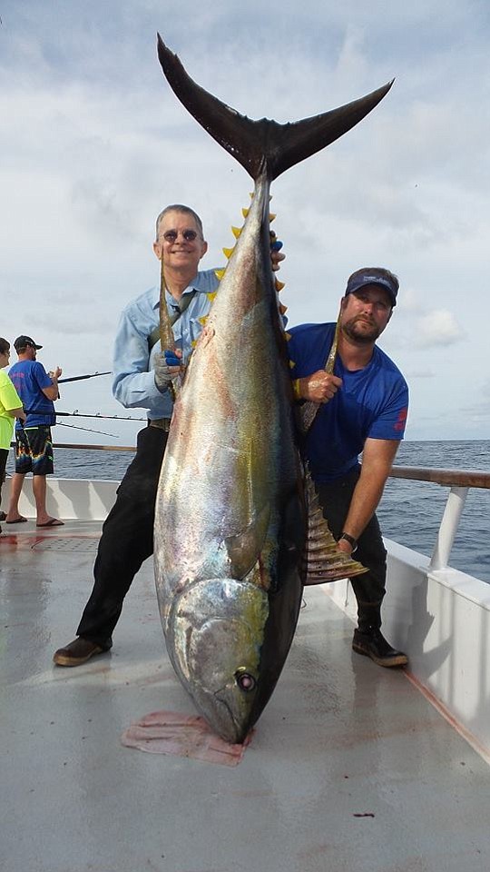 Cow Yellowfin Tuna over 300 lbs.