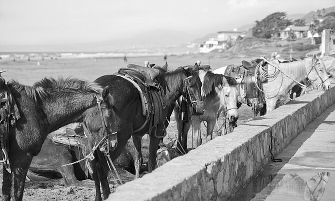 Horses on Baja Coast