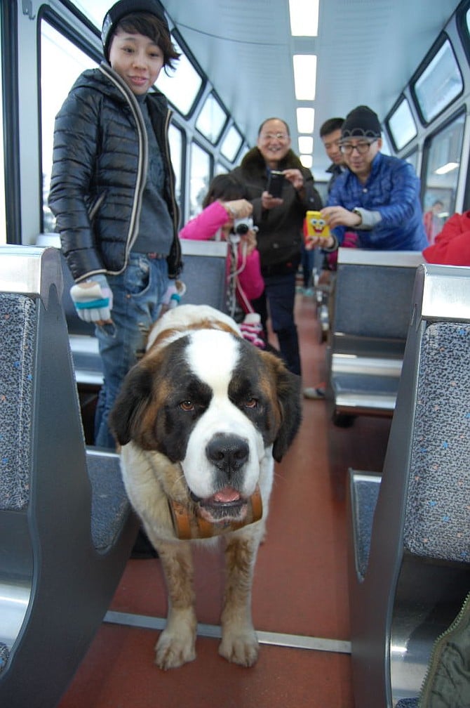 Scarlet, the ideal St. Bernard.