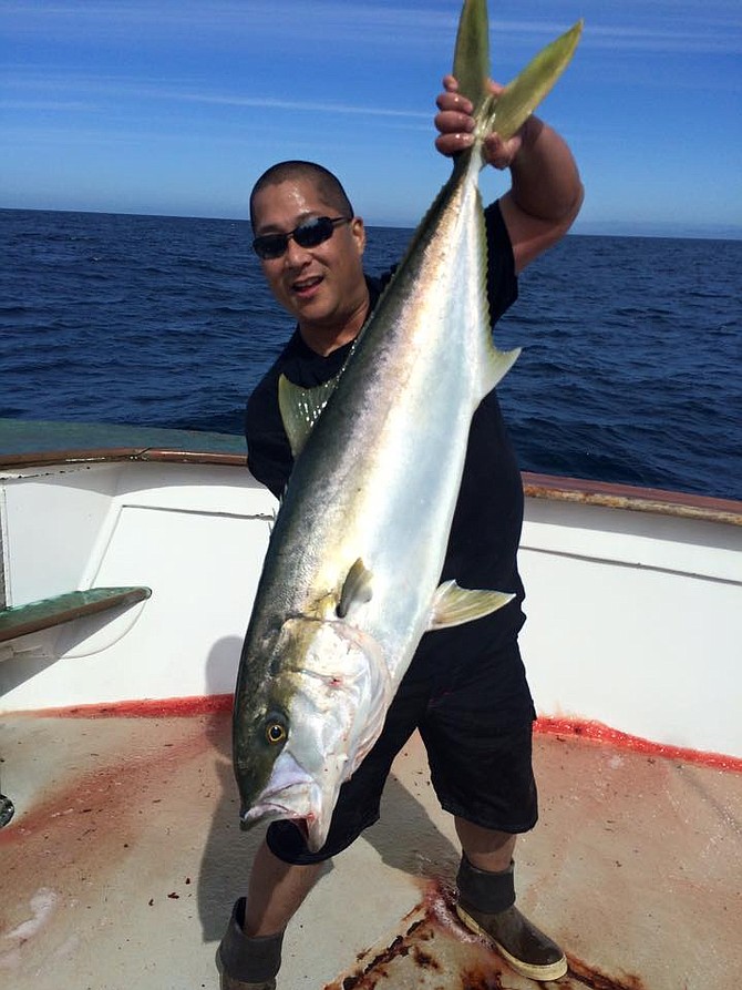Nice Colonet Yellowtail from Pacific Queen Sportfishing.