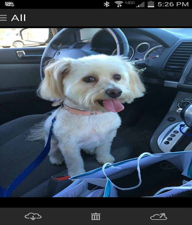 Have you seen me? Last seen 2/28/15, She is about 10lb, female, white with light brown ears. Her name is Abby. If you have seen her please contact me at 714-673-4356. She left her home Located at Flower Street & E Street, in Chula Vista. We are offering a Reward. Thank you for your Help.