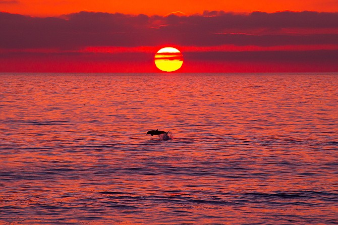 A dolphin jumps as the sun sets off of the San Diego Coast

Photo by Blake DeBock

www.debockphoto.com