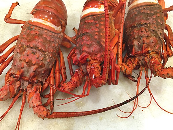 Just in time, Berkley nabbed enough lobsters for his party.