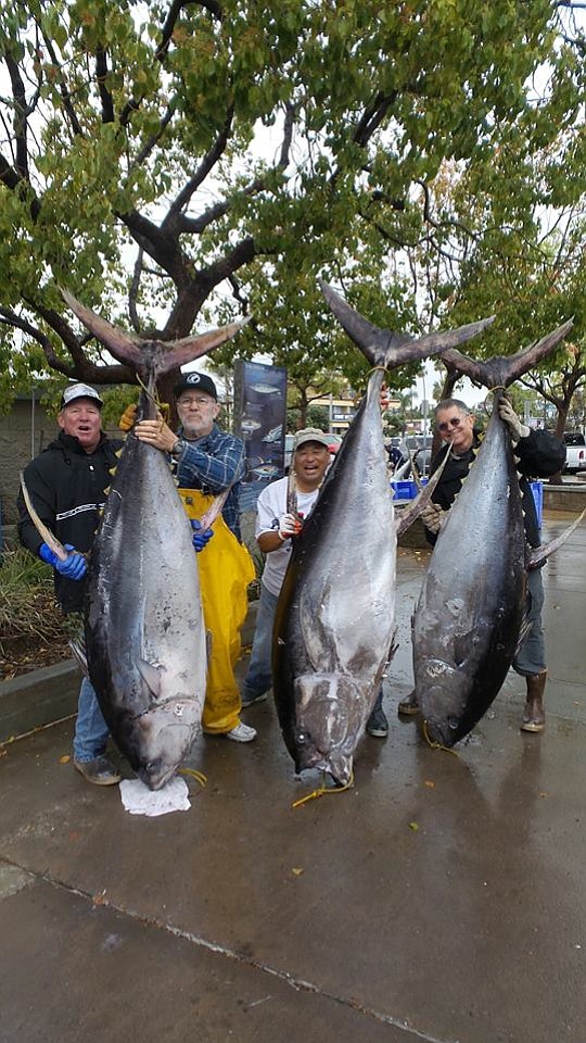Three big Clarion Yellowfin Tuna. From Red Rooster III