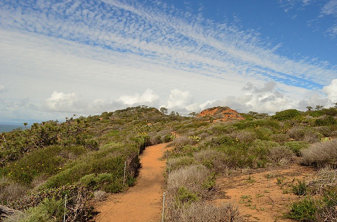 The newly reopened Parry Grove Trail at Torrey Pines State Reserve. March 2015. | San Diego Reader
