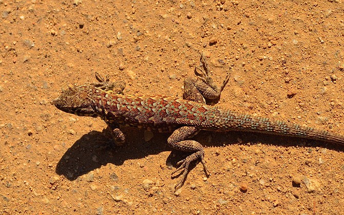 Colorful western fence lizard at Torrey Pines State Reserve.  March 2015.  