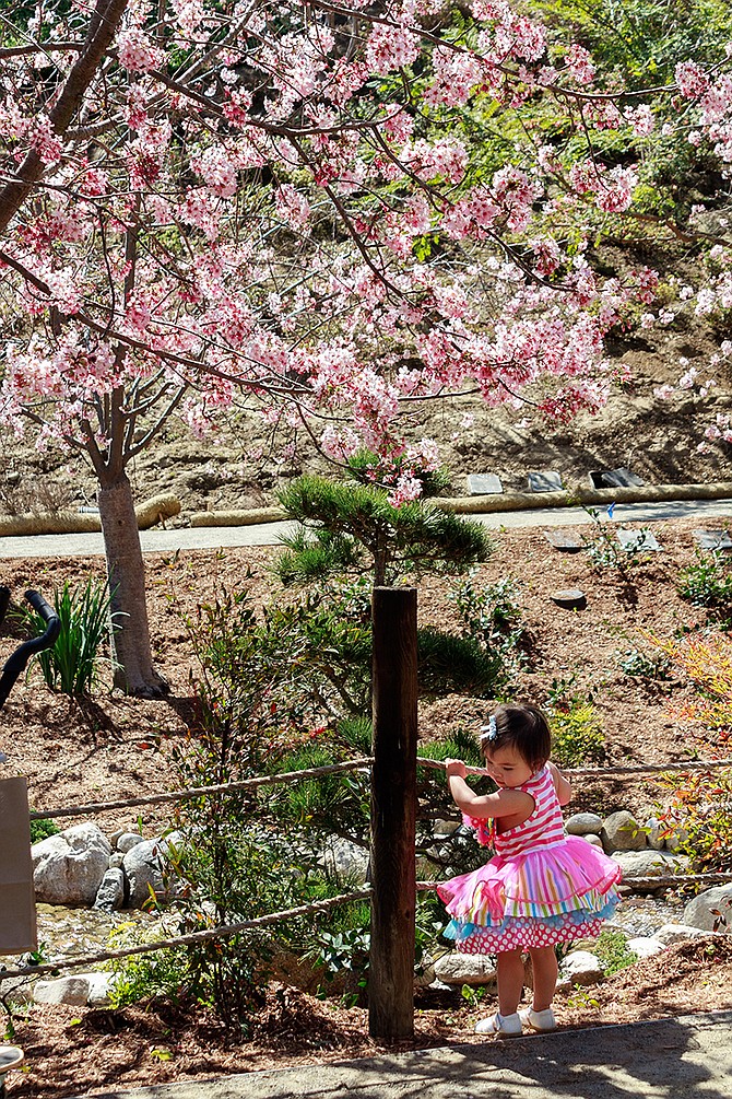 Cherry Blossom Festival 2015
Japanese Friendship Garden 
Balboa Park / San Diego

