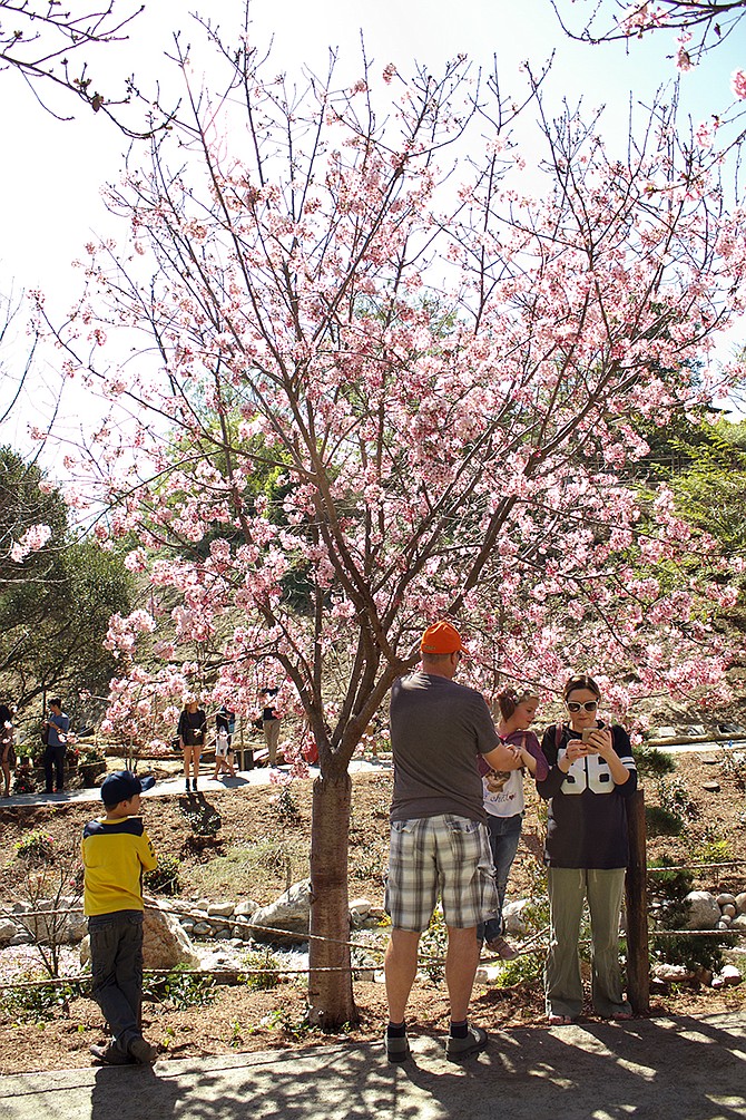 Cherry Blossom Festival 2015
Japanese Friendship Garden 
Balboa Park / San Diego
