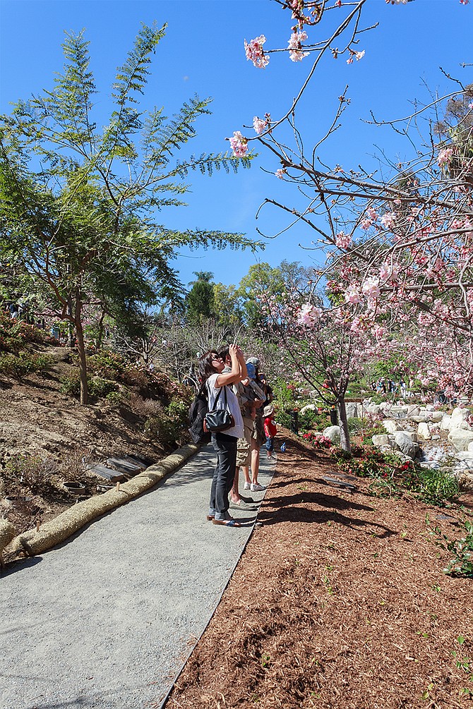 Cherry Blossom Festival 2015
Japanese Friendship Garden 
Balboa Park / San Diego
