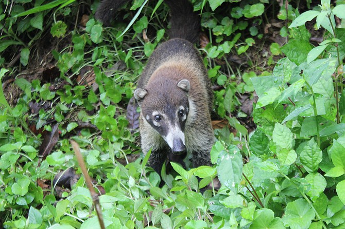 Coatis are a common sight in Costa Rica and not afraid of humans.