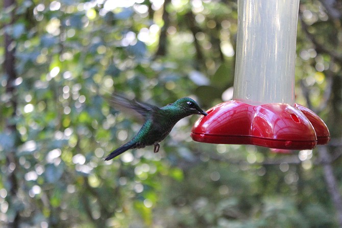 There are some 51 varieties of hummingbirds and indeed ranging in hues from green and blue to red and magenta.
