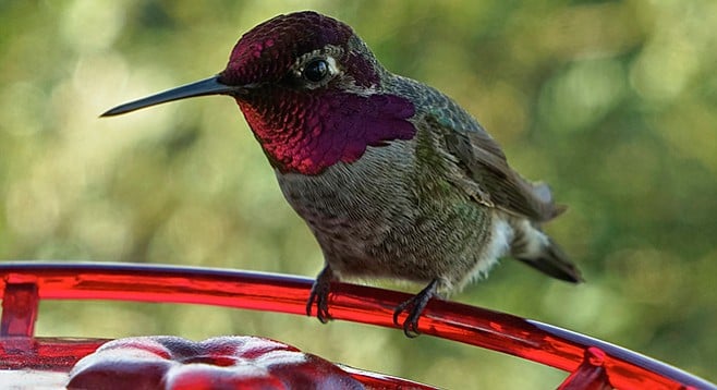 The hummingbird we’ll miss. - Image by David Fokos
