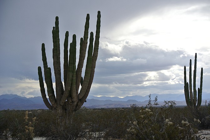 Giant Saguro Cacti at the Valle de los Gigantes.