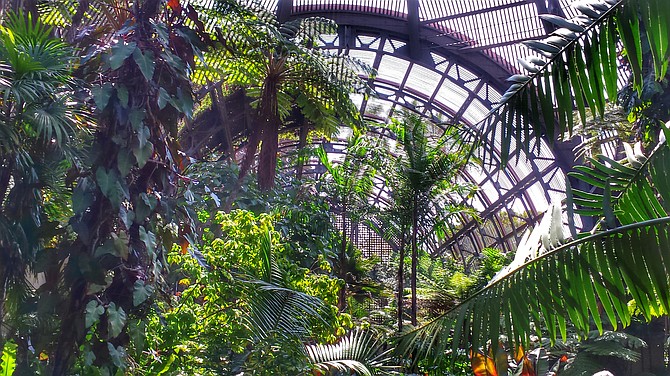 Join SDFA board member John Blocker as he takes us on a stroll through the history of Balboa Park’s iconic Botanical Building.