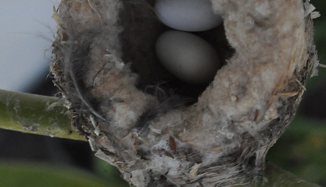 And, here is Mandy Joy's nest:  I shot this photo sort of blind - that is, I raised the camera above my head, pointing down at the nest - I could not actually see to frame/compose the photo - and this is the result ...