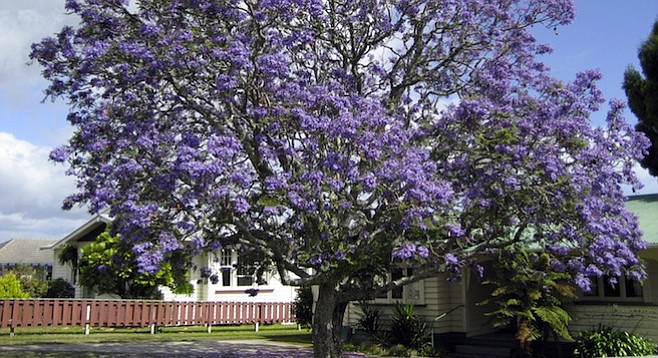 Jacaranda tree (in New Zealand)