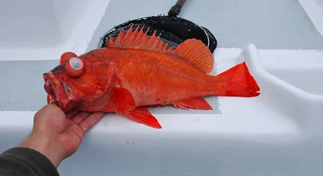 Vermillion rockfish
