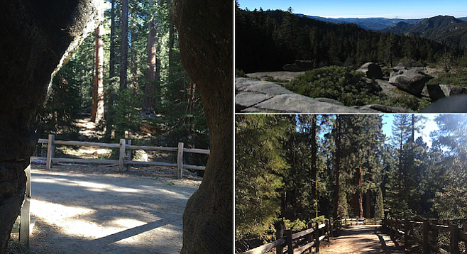 Clockwise from left: A through-the-trunk view of sequoias; view from Sequoia's Beetle Rock; the General Sherman trail.
