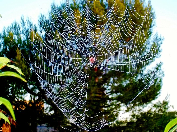Early morning spider web, Miramar area