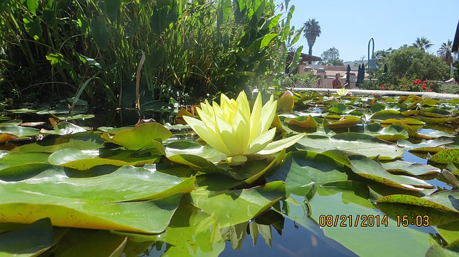Lilly pad in the Mission