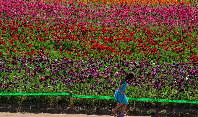 Flower Girl