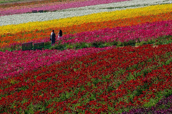 Carlsbad Flower Fields