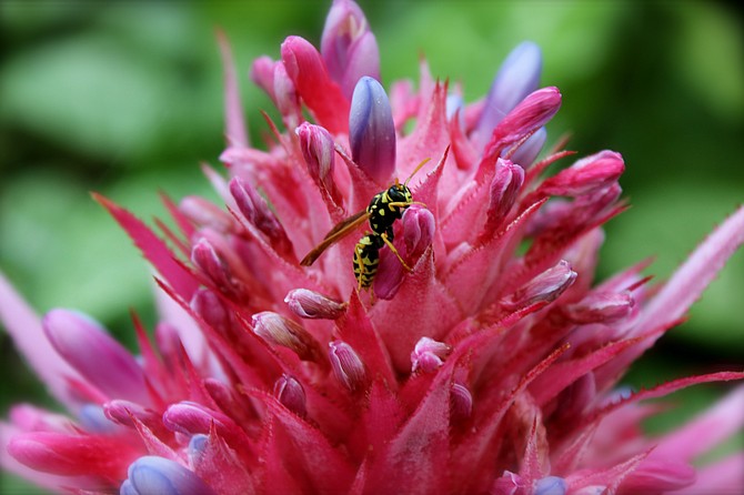 A cool hornet in a Bromeliad flower.