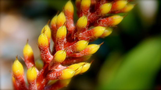 A yellow and red Bromeliad flower.