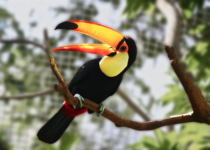 Toucan at the Owens Aviary - SD Zoo