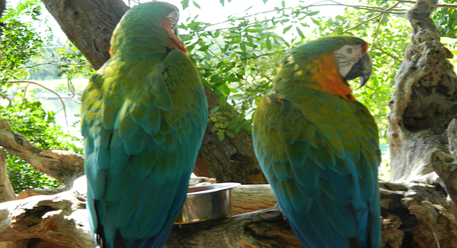Rare Bahamian parrots on Grand Bahama Island. Years ago, islanders ate them nearly to extinction.
