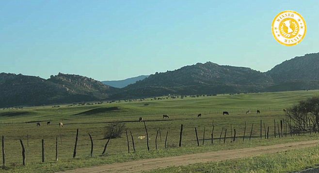 Free-range cows graze in Ojos Negros valley.