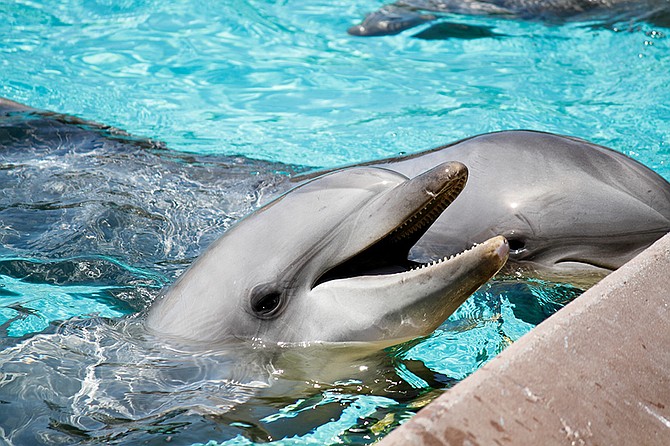 Dolphin
Sea World