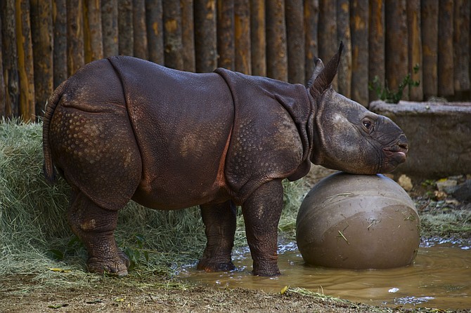 "Chutti" (Holiday) is a male greater one-horned rhinoceros born on Nov. 27, 2014.  The birth weight was 159 lbs. The photo was taken on Jan. 9. at Safari Park.