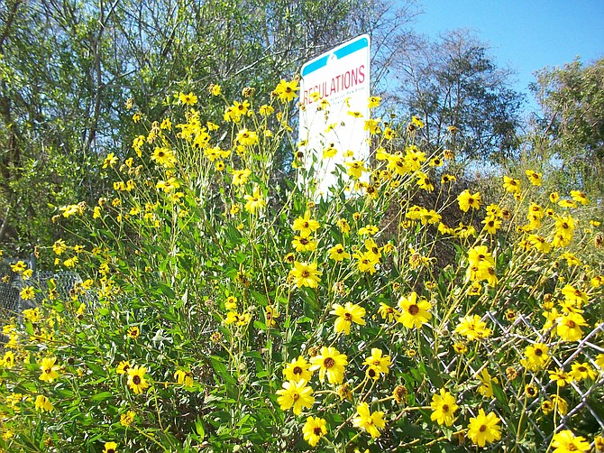 Spring flowers near Famosa Slough in Midway District.