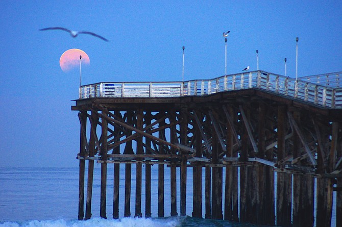 April 4th was the Moon Eclipse, so at 6:30am I went to Crystal Pier PB to shoot the Moon.
Having the Sunrise the same time as the Moonset made the pier light up for a fantastic shot, the seagull at this exact time was an exceptional bonus ( I hope you agree).
Enjoy Scott McKay, Master Photographer.
