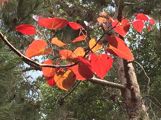 Leaves on an Eastern redbud tree at Legoland. Even people without kids can enjoy the botanical garden that is Legoland. 