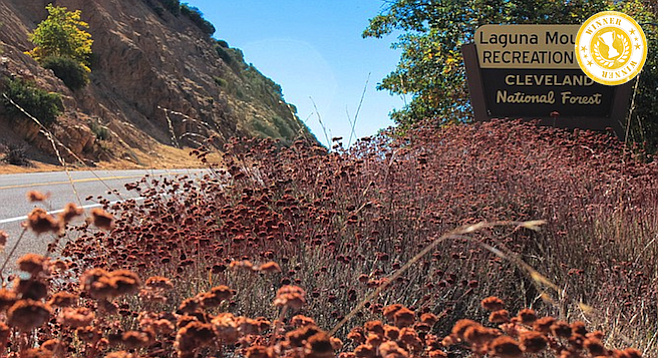 A field of rust-brown California buckwheat greets Laguna Mountain visitors.