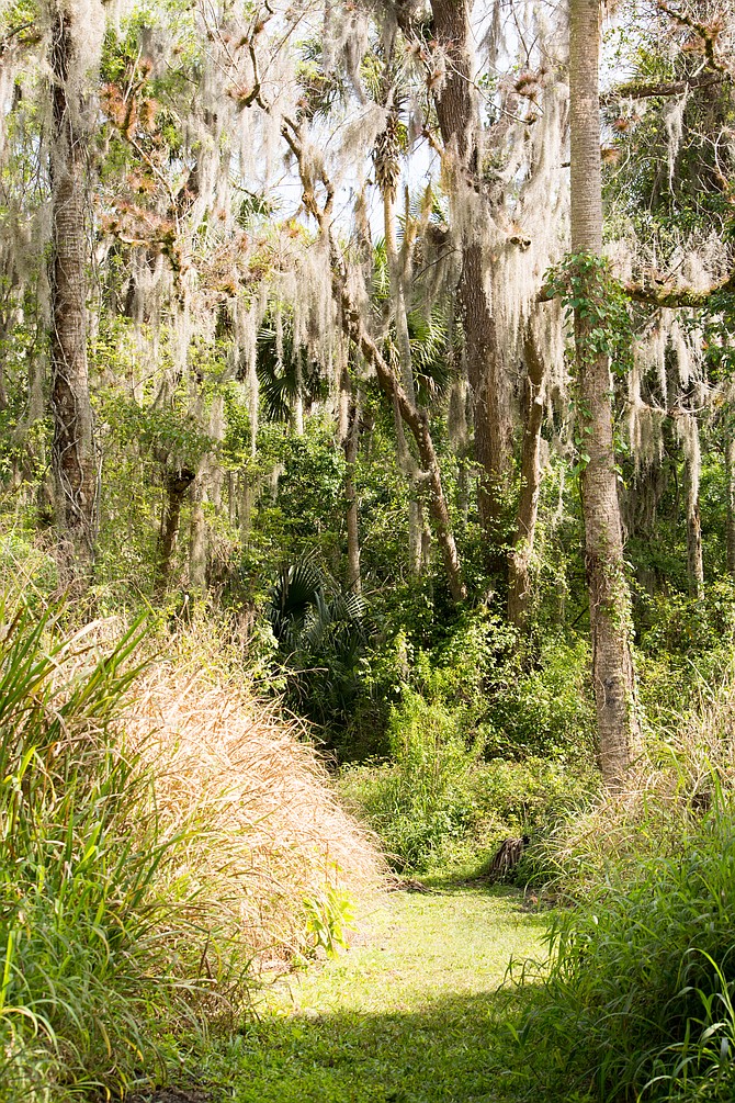 Paleo Hammock Preserve, South Florida; "A Trail of Whimsy", by Heather Travis of Seventy 7 Studios; @seventy7studios
