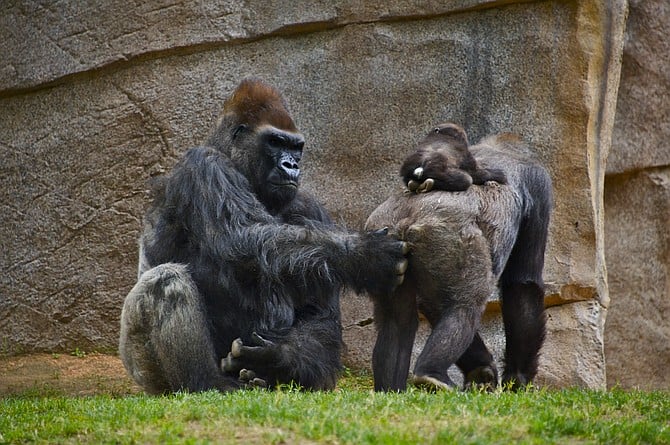 A gorilla playing doctor at Safari Park in Escondido.