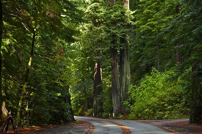 A bend in the road along the scenic Avenue of the Giants which runs through Humboldt Redwoods State Park.
