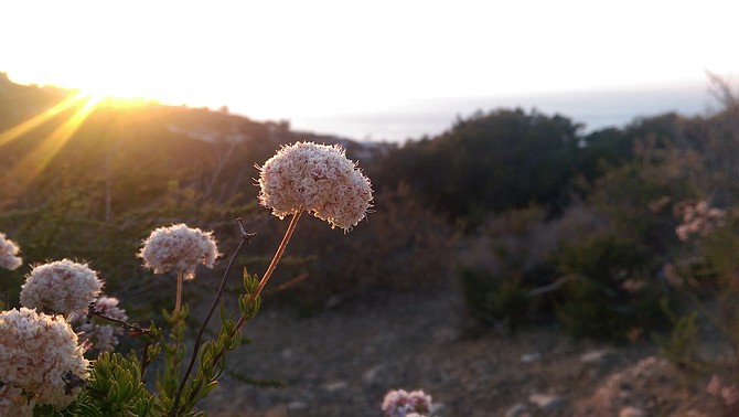 Sunset on Mount Soledad