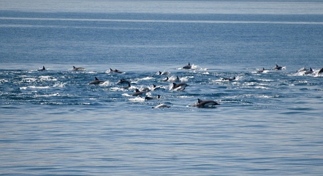 A pod of dolphins can sound like a waterfall coming toward you 