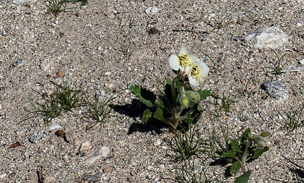 Brown-eyed evening primrose go quickly through their life cycle.