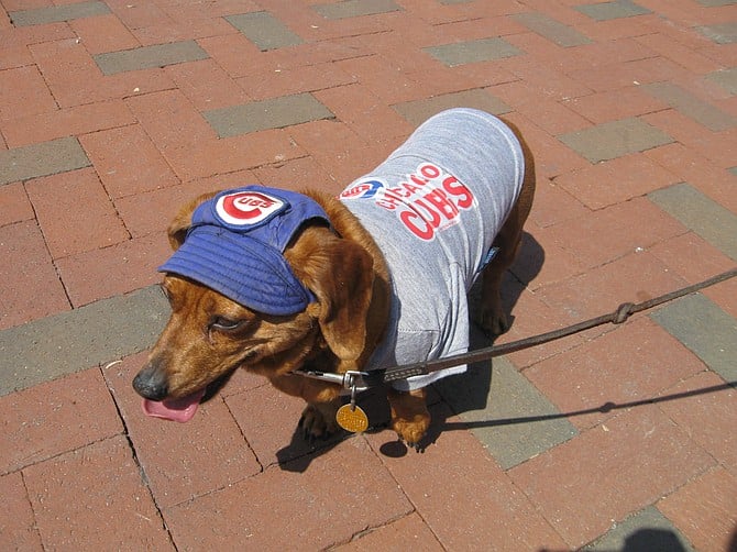 Little Cubs fan