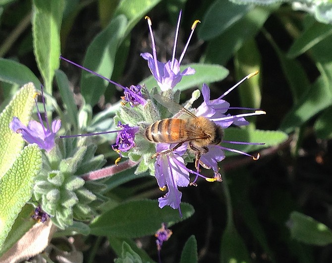 Bee on Salvia leucophylla "Bee's Bliss" sage in my front yard.  Spring 2015.  
