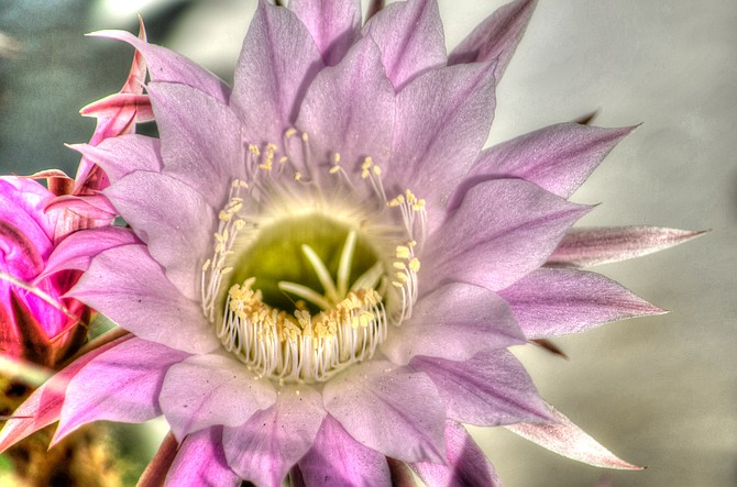 Cactus Flower in East County