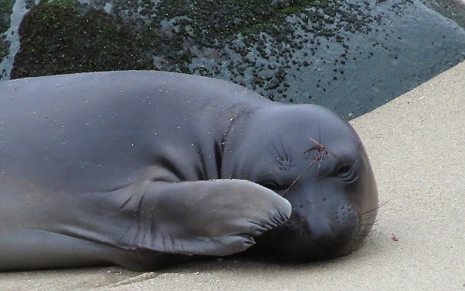 A shy seal welcomes you to La Jolla Cove with a "flower"