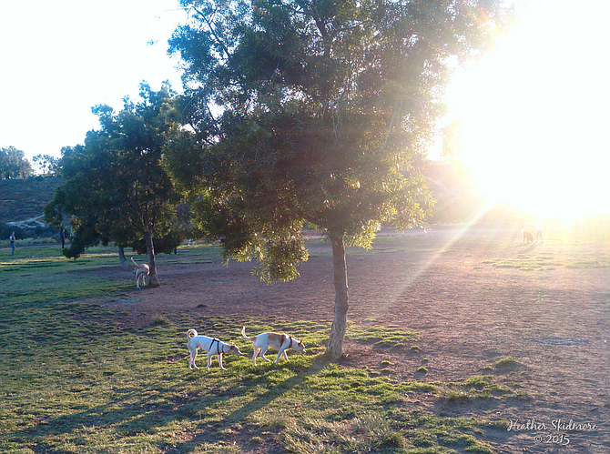 Morley Field dog park, just before sunset.