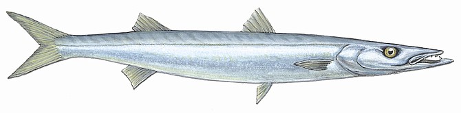 Pacific Barracuda